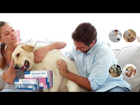 download lagu mp3 mp4 Anxitane, download lagu Anxitane gratis, unduh video klip Anxitane