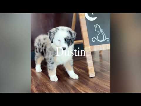 Dustin video preview