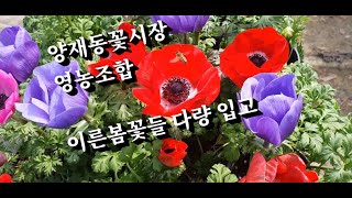 3월7일 이른봄 꽃들 많이 들어와서 브이로그입니다. #양재동꽃시장 #영농조합 #식물튜브 #봄꽃 # 이른봄꽃