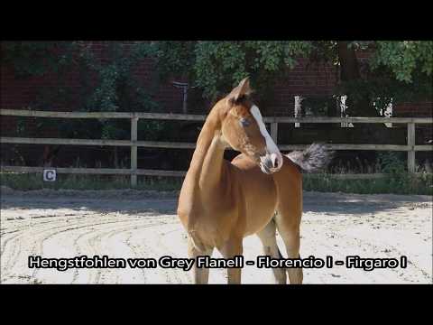 Sold - Hengstfohlen von Grey Flanell - Florencio I - Figaro I