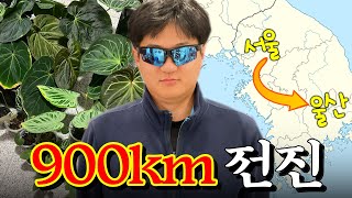 다들 식물 사러 이 정도 거리는 가시잖아요? ㅣ 안스리움 때문에 한반도 가로지름