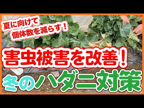 冬を越す前にキョウチクトウを害虫から治療する必要がありますか?  庭園