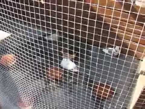 Genieten van de zon (19-08-2012)