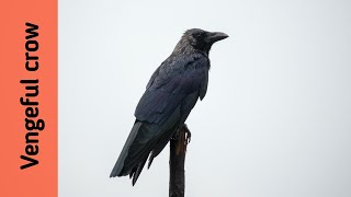 Will crows seek revenge? | Vengeful crow