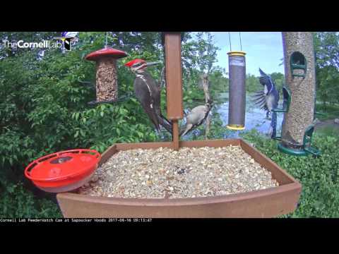 Pileated and Hairy Woodpeckers Share Suet Feeder – June 15, 2017