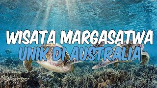 9 Wisata Margasatwa Unik di Australia, Jangan Lewatkan Berenang Bersama Hiu Paus