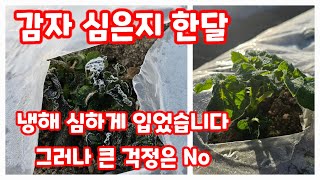 감자 심은지 한달 냉해 입었습니다