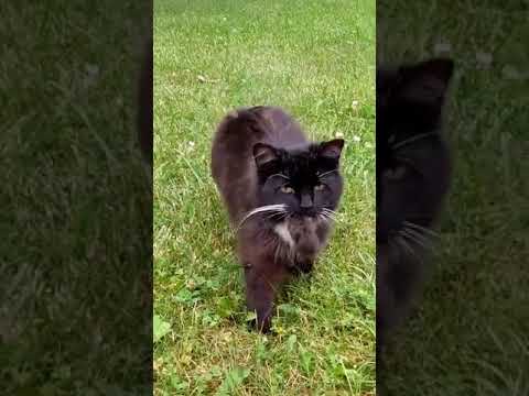 Cat Brings its owner a mouse # shorts
