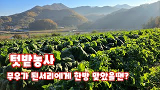 우리 텃밭에도 된서리가 내렸습니다 무우 쪽파 갓 알타리무우