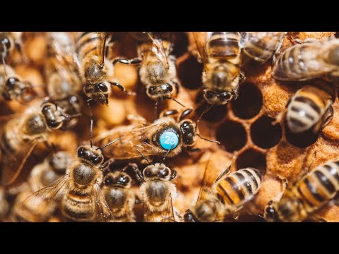 Pure Artificially Inseminated Queens From Carl Lockyer