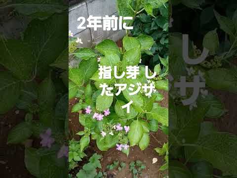 冬にはアジサイに水やりをするべきですか？避けるべき間違い  庭園