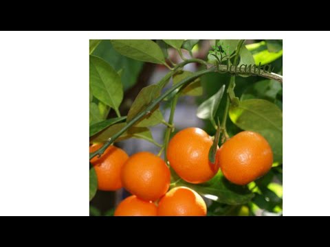 khatta meetha achar banane ke liye narangi ka paudha lagay best variety for pickle