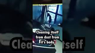 Shape Shifter In the Philippines, Are they real?  #shapeshifting #horrorstories #philippines