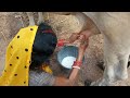 Cow Milking Very Intersting Video Village Life Vlog Anjali Shahi Vlog 2