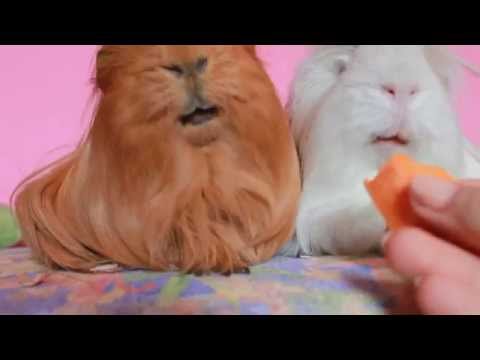 YouTube video about: Can guinea pigs eat sweet potatoes?