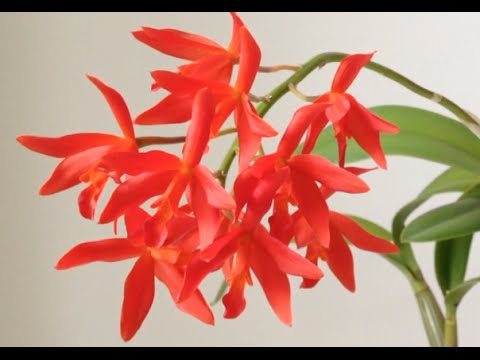 Windowsill Cattleyas in May - Update