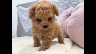タイニープードルの動画01