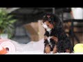 Cavapoo dogs for sale: Charity - Video 1