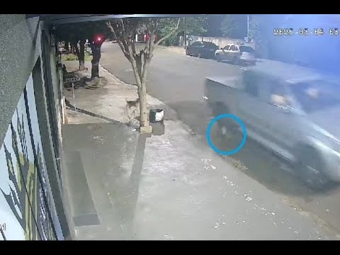 CRUELDADE EXTREMA Cachorro morreu após ser atropelado de propósito em Porto Rico
