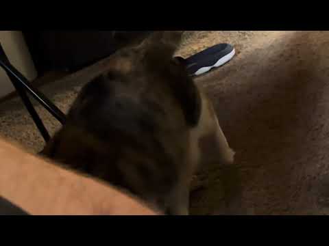 Harley and dania and cats 4