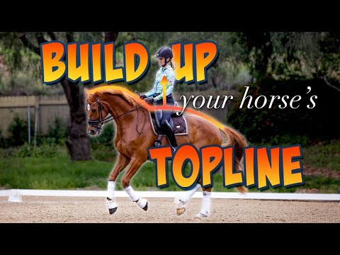 Training and Nutrition for Your Horse's Topline