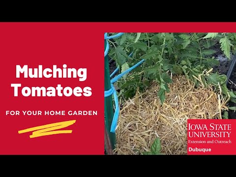 , title : 'Mulching Tomatoes'