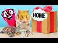 How To Build Cool Homes For Hamster Spider Or Turtle