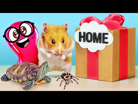 How to Build Cool Homes for Hamster, Spider or Turtle