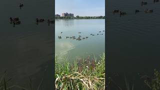 🇺🇸 singing ducks, Meadow Lake #nyc #lake #ducks