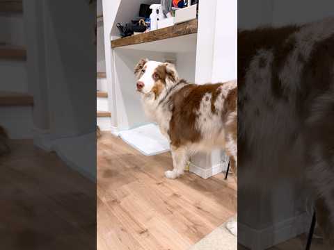 おトイレを報告してくれる犬が偉すぎる🚽👏【オーストラリアンシェパード】#shorts