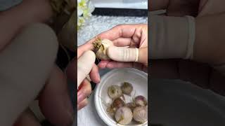 Download lagu Skill super cepat mengupas kulit bawang dengan alat sederhana #shorts mp3