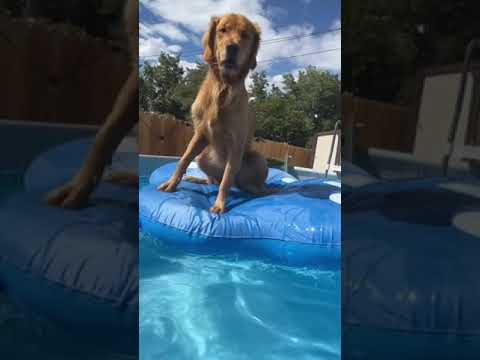 #perros #goldenretriever #viral #youtubeshorts #shorts