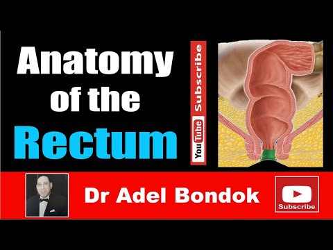 Anatomy of the Rectum, Dr Adel Bondok Making Anatomy Easy