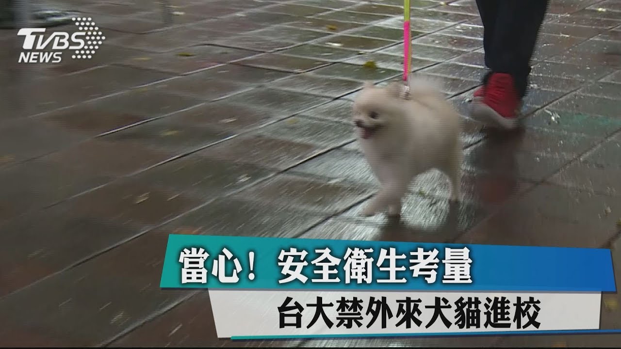 當心!安全衛生考量 台大禁外來犬進校