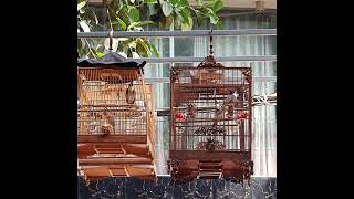 cánh cầu mỏ tóe xòe loe