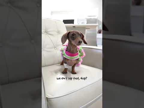 She learns a lot from Grammy #moonpiestarbox #starboxdachshunds #dachshunds #doxie #wienerdog