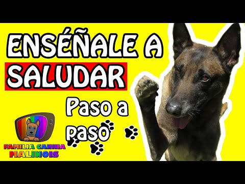 CÓMO ENSEÑAR a un PERRO a SALUDAR (El SALUDO/LEVANTAR LA PATA) | Adiestramiento Canino