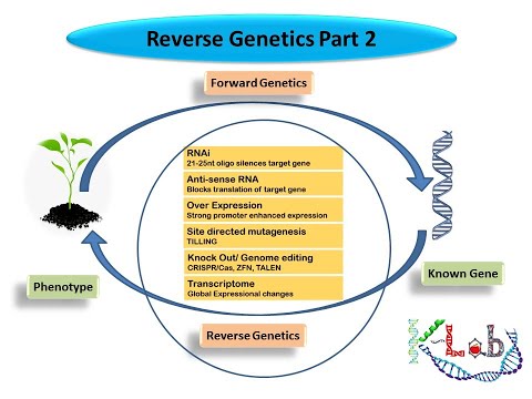 Reverse genetics Part 2/2 Gene Knockdown, Conditional/Conventional Knockout, Spatial/temporal Exprn