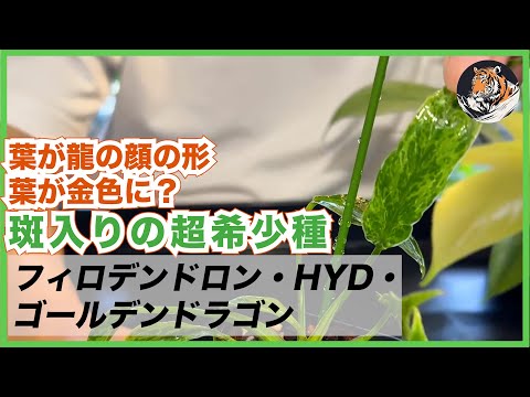 ゴールデンラットテール、Clistocactus Winteri