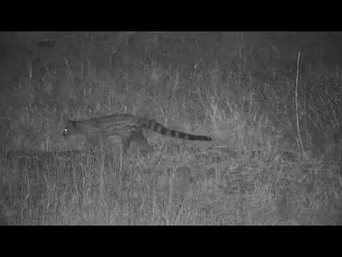 Djuma: Genet - 03:18 - 08/09/19