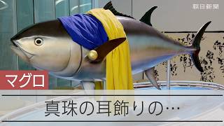 真珠の耳飾りの…マグロ　近畿大学に展示