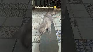 Download lagu oke Lesgow! kita berdua kalo lagi bosen suka rusuh 😍 #cat #catcute #kucing #kucinglucu mp3
