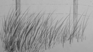 How to Draw Realistic Tall Grass