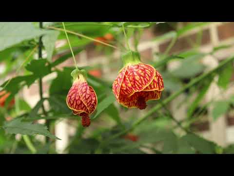 Abutilon Plant Profile