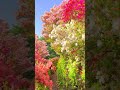 Nature S Symphony ️ Exploring The Untouched Beauty Of Japan S Natural Landscapes
