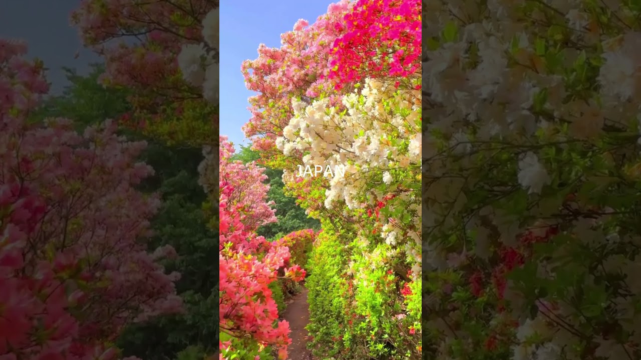 Nature's Symphony❤️  -  Exploring the Untouched Beauty of Japan's Natural Landscapes