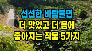 가을 선선한 바람 불면 더 맛있고 더 몸에 좋아지는 작물 5가지
