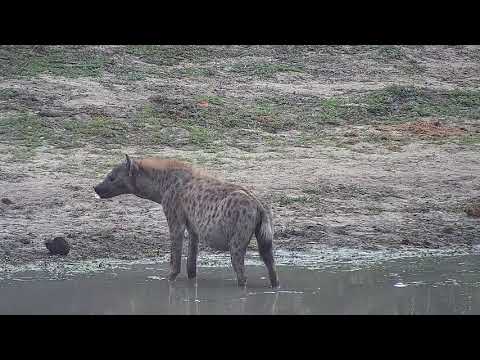 Djuma: Lone Hyena drinking at the dam then looking around - 06:28 - 10/29/21