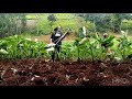 How to Harvest Arrowroots (Nduma)