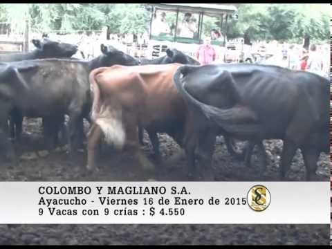 Colombo y Magliano S.A. - Venta Vientres - Ayacucho - 16/01/2015